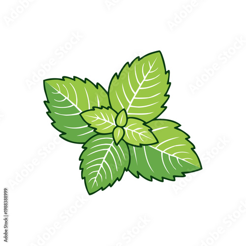 Green Mint Leaves Fresh Herb Plant Culinary Ingredient Natural Aroma Healthy Food