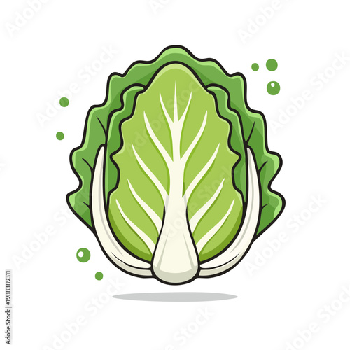 Fresh Napa Cabbage Leafy Vegetable Icon Illustration with Water Droplets