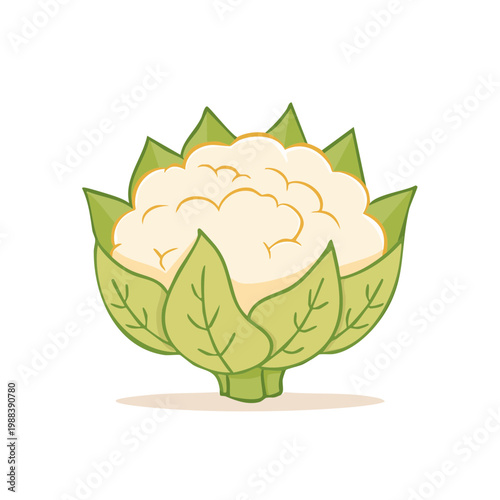 Cartoon illustration of a fresh cauliflower with green leaves and stem
