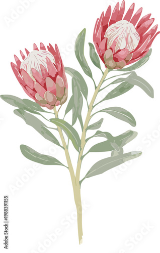 Botanical illustration of protea flowers, floral digital painting of red floral muted color, vintage classic gouache flat modern minimalist art, transparent vector isolated, decorative ornament png 
