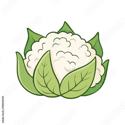 Cartoon cauliflower illustration with green leaves on a white background