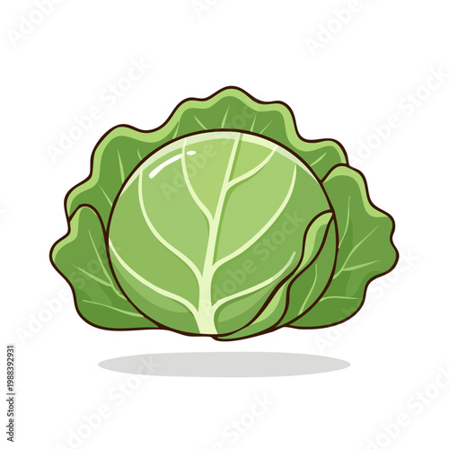 Fresh green cabbage vegetable with leafy exterior and internal veins cartoon illustration