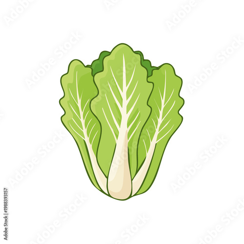 Fresh green head of napa cabbage with crisp leaves and thick white stems isolated