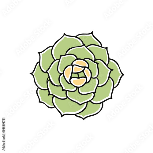Green Echeveria Succulent Plant Isolated Top View Hand Drawn Style