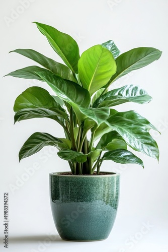 Lush Peace Lily in a Teal Ceramic Pot