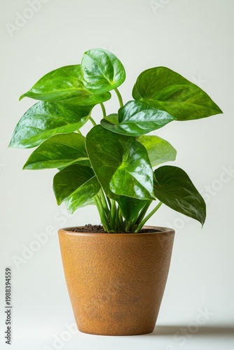 Pothos Plant in Terracotta Pot - Green Foliage Indoor Decoration