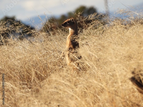 Meerkat standing in long grass