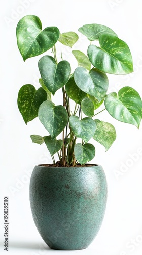 Variegated Monstera Adansonii Plant in Decorative Pot