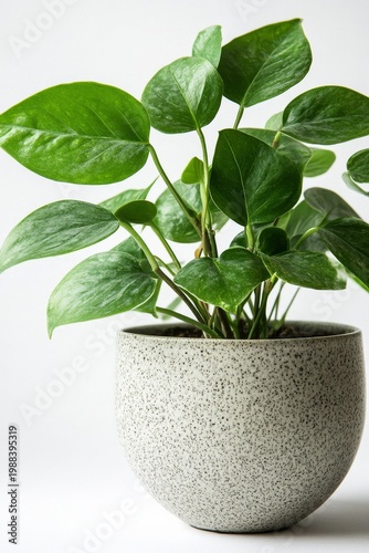 ZZ Plant in Round Ceramic Pot - Modern Minimalist Home Decor