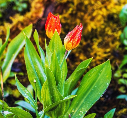 
Photo taken after a rain shower.
Springtime is the blooming time for tulips.