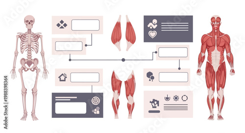 Detailed Human Anatomy Infographic Illustrating Skeletal and Muscular Systems with Informational Elements for Medical and Educational Purposes