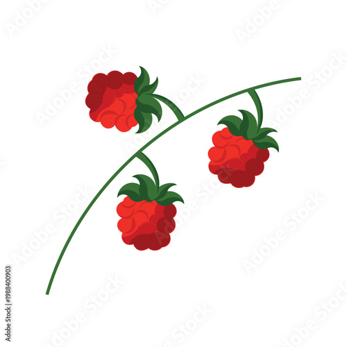 Raspberry branch vector illustration. Garden red berries on a green stem, isolated botanical element for food packaging, organic dessert and jam design.