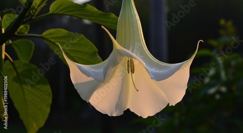 Closeup of a beautiful white angels trumpet flower blooming in a garden