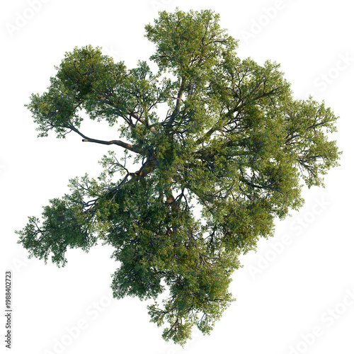 Fotografija Aerial view of an isolated Quercus suber tree showing main trunk and branch architecture from above
