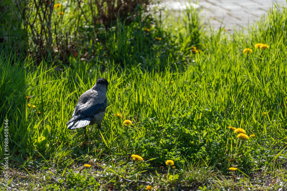 Fototapeta premium Solitary crow stands in vibrant green grass. Yellow dandelions dot the sunlit field. Distant water glimmers softly beyond the grass. The bird faces away, appearing calm and observant