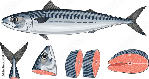 Set of Mackerel Fish Illustrations Featuring Whole Atlantic Fish Sliced Steaks Fillet and Head and Tail for Seafood Culinary and Marine Life Graphic Designs