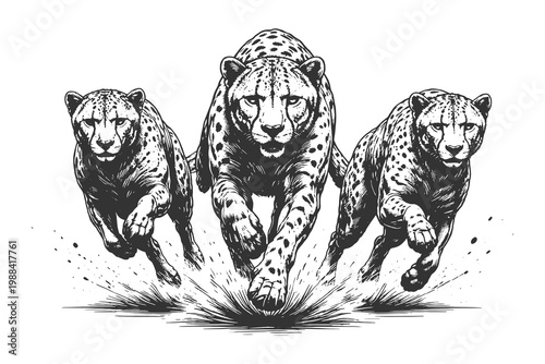 High detail engraving style vector illustration of a group of cheetahs sprinting forward with great speed and power for wildlife and safari themes.