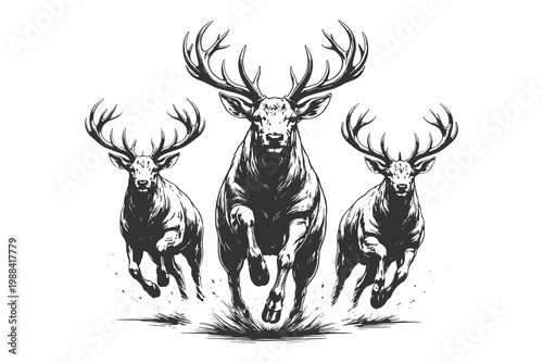 Dynamic etching style vector illustration featuring a group of wild deer running forward through a grassy field for hunting or nature themes.