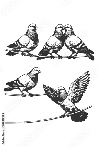 Pigeon birds interaction on wire in vintage engraving line art style, black and white vector illustration showing feeding and flying poses