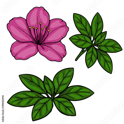 Pink rhododendron flower and green leaves vector illustration