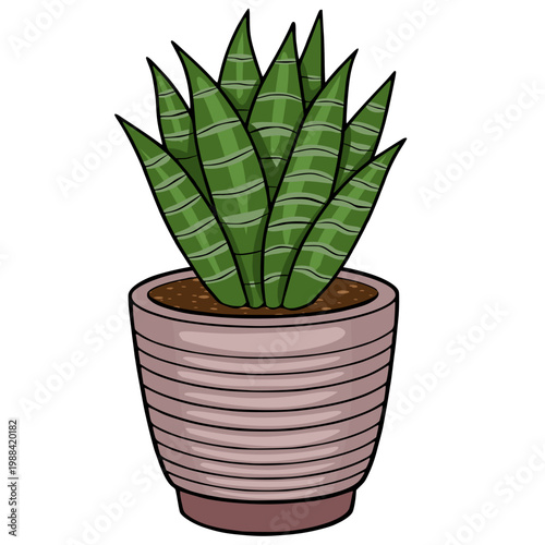 Vector illustration of a potted snake plant with striped green leaves and a textured pot