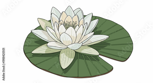 Delicate white water lily blooms on a large green lily pad