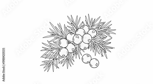 Detailed line drawing of juniper berries and needle-like leaves on branches