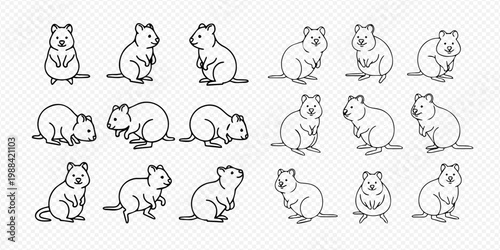 Quokka line art set with various poses and expressions, isolated on a transparent background, vector illustration.