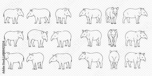 Set of tapir line art illustrations in various poses and angles on a transparent background.