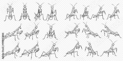 Set of praying mantis sketches in various poses, hand-drawn black and white illustrations of insects.