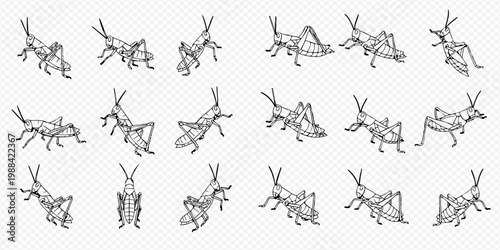 Detailed collection of grasshopper illustrations in various poses and angles.