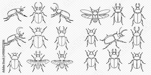 Set of various beetle species in outline style, featuring different poses and wing positions, isolated on a transparent background.