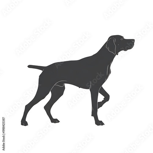 Elegant German Shorthaired Pointer Silhouette on White Background.
