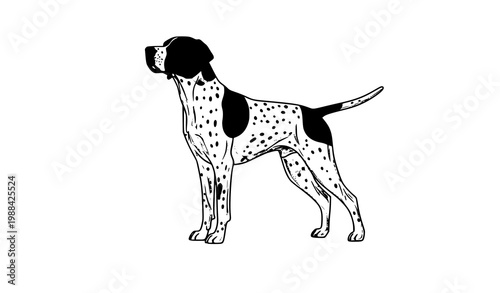 English Pointer dog with black and white spotted coat standing alert clean vector illustration