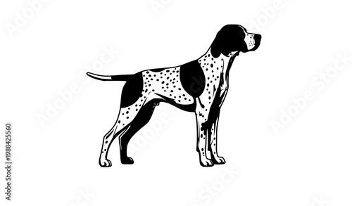 Trendy English Pointer dog silhouette style vector with black and white spotted coat standing pose