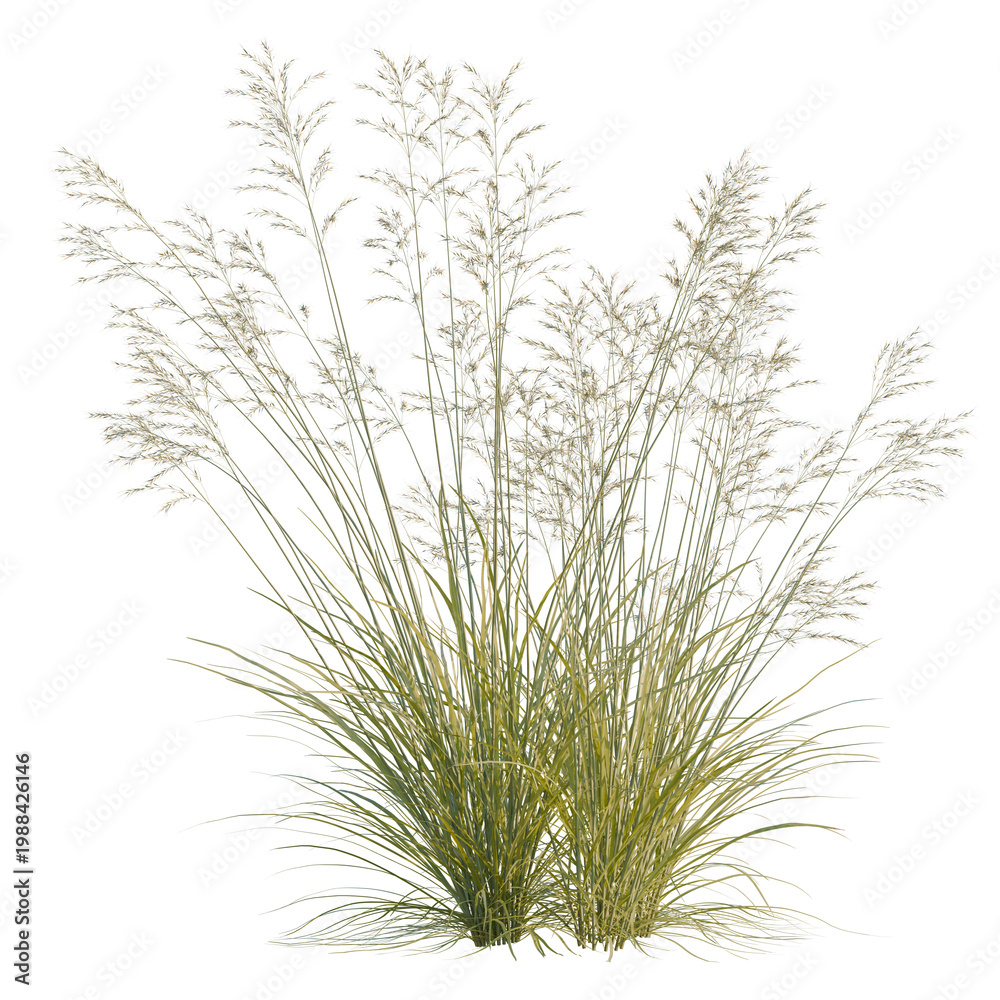 Fototapeta premium Achnatherum splendens tree, elevation, front view, cutout, transparent background, isolate, Detailed lush green grass field texture close-up, high resolution nature background