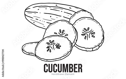 A hand-drawn illustration of a whole cucumber and several sliced pieces, showcasing its internal seed pattern.