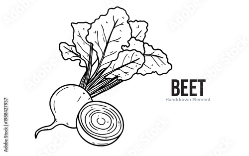A hand-drawn illustration of a whole beet and a cross-section of another beet.