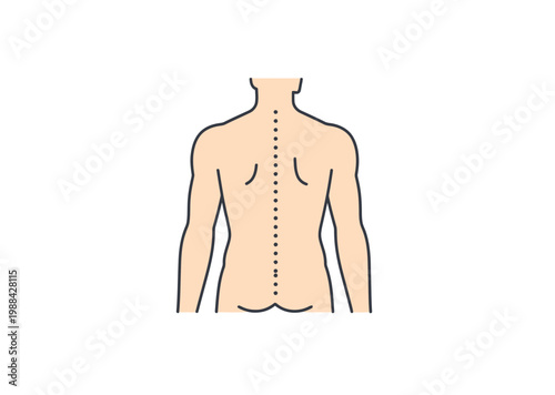 Vector graphic of a human torso showing muscular build and anatomy.