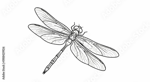 Detailed line art illustration of a dragonfly with intricate wing patterns against a white backdrop