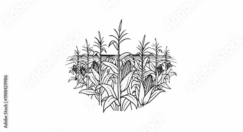 Field of ripe corn stalks with ears ready for harvest