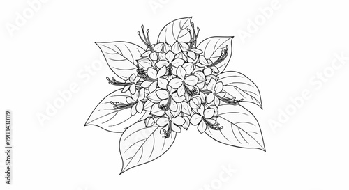 Delicate line drawing of a cluster of blossoms with large leaves