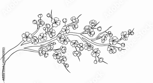 Delicate outline drawing of blooming cherry tree branches