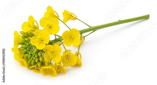 Canola flower stem, bright yellow blossoms and green buds isolated on white background