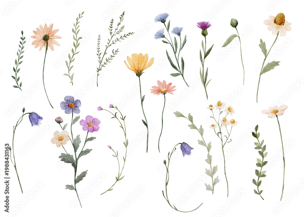 Fototapeta premium Watercolor wildflowers elements set with delicate stems and leaves. Botanical collection feels light and natural and perfect for creative design projects.