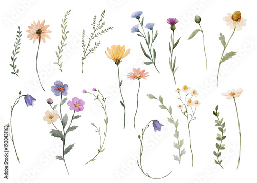 Watercolor wildflowers elements set with delicate stems and leaves. Botanical collection feels light and natural and perfect for creative design projects.