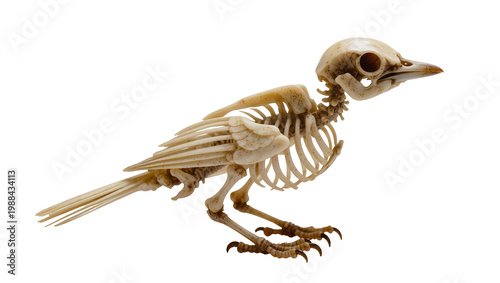 Schilderij op canvas Detailed bird skeleton with delicate bone structure, isolated on transparent bac