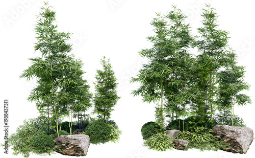 Bamboo tree on transparent background