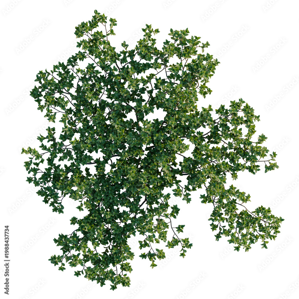 Fototapeta premium Arctostaphylos uva ursi tree plan, top view, cutout, transparent background, isolate, Detailed Close-up of Vibrant Green Fern Leaves with Intricate Patterns and Natural Textures