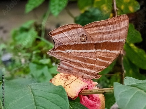 Macro photo of palm king butterfly (Amathusia phidippus) sucking the sweet juice of guava fruit